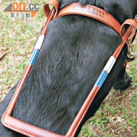 導盲鞍：配合狗帶穿在背上，主人只須抓住它，即能跟隨導盲犬的步伐前行。