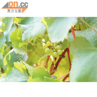 由於氣候較為涼快，所以非常適合種植Chardonnay和Pinot Noir兩個葡萄品種。