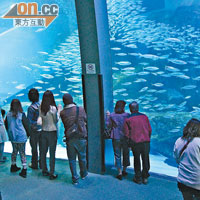 八景島海島樂園內的水族館是招牌景點，一場來到當然不可錯過。