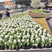今年BaselWorld錶展延遲至4月尾舉行，場外種滿各類鮮花，充滿春日氣息。