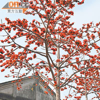 四時到訪有不同靚景，台南熱得早，採訪時正值木棉樹開花。