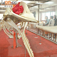 碼頭旁的展館，擺放着兩具抹香鯨母子的骨骼標本。