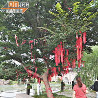 不少遊人會在梅花洲的千年銀杏與老樹上許願。