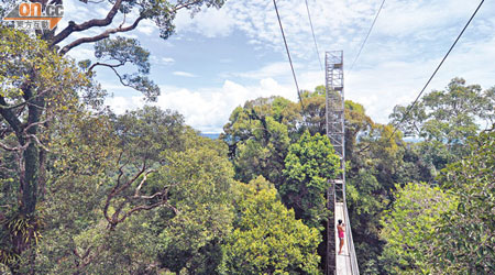 Canopy Walk架在離地約50米的高處，可觀察到難得一見的樹冠風光。