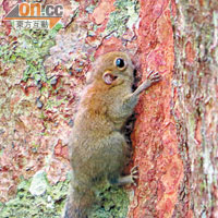 婆羅洲獨有的侏儒松鼠，只有成人半個拳頭大小。
