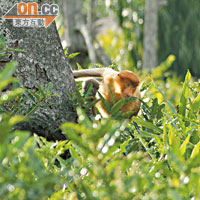 距離長鼻猴約30米，見牠一味找樹葉食，相信已習慣被遊客觀看。