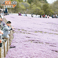 每年春天，本栖湖會舉行芝櫻祭，遠望就好像鋪上了粉紅色的地氈。