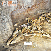 在熔岩洞穴中，還經常會發現迷路失救的野生動物屍體。
