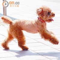 Profile<BR>名字：Miu Miu、品種：玩具貴婦犬、年齡：7歲、性格：膽小、嬌嗲