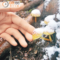 菌科生物統稱皮傘，冬天時傘頂積了雪，更覺可愛。