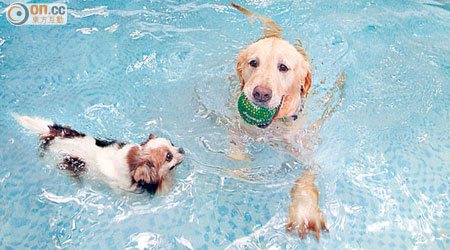 泳池約200平方呎，適合平時沒太多機會落水的狗狗試玩。
