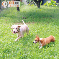 好動的狗狗可於敞大的草地自由自在奔跑。