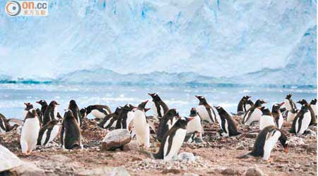 是次行程中最常見的是體積小小的南極企鵝（Chinstrap Penguin）、阿德利企鵝（Adelie Penguin），以及橙色嘴巴的巴布亞企鵝（Gentoo Penguin）。