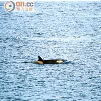 殺人鯨（Orcinus Orca）是鯨魚中的王者，愛聯群結隊做攻擊，看到一條，代表其他的同伴就在附近。