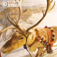 古時的薩米人已有鹿拉車，難道是聖誕老人的祖先？