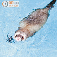 水性不俗的貂鼠，可自行在水中暢泳10多分鐘。
