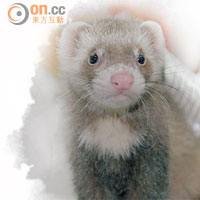 初生的標準色貂鼠（即棕色帶黑），猶如小浣熊般可愛。