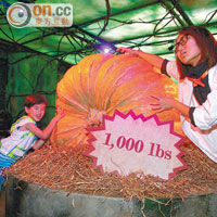 重達1,000磅的巨型南瓜，鬼咁誇張！ 