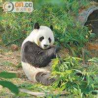 熊貓館是河川生態園長江展區的展館之一，大熊貓凱凱和嘉嘉是當中的住客。圖中的凱凱，性格活潑，跟遊人見面也不怯場。