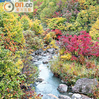 漫山通紅，只要隨手一影，「呃like」無難度！ 