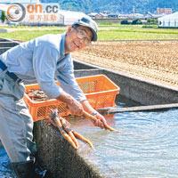 農夫把剛收割的蔬果拿來「野菜洗濯場」，用地下水清洗乾淨。