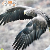 空中展翅的巨鷹，馴鷹師隨時可控制牠飛過你頭頂。
