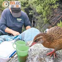 瀕臨絕種的Buff Weka，一嗅到美食的香氣，便走出來跟大家打招呼！