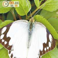 東方菜粉蝶是象牙白色的粉蝶，其幼蟲最愛吃的就是十字花科植物。