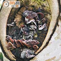 毛木耳是常見的大型真菌，多寄生於活樹樹幹或腐木上。