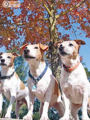 欣賞紅葉不一定要飛往外地，元朗大棠的「楓景」也不遜色，還可替愛犬拍一輯沙龍照呢！