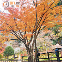 峽谷上長600米的觀光步道，讓旅客可發掘不同角度去欣賞紅葉景色。