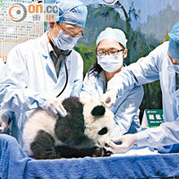熊貓BB每天均有專人替牠度高磅重，時刻觀察健康狀況。