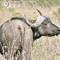 並非常見的非洲五霸之一水牛，在園中不時出現。