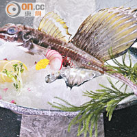 八角魚只在小樽海域出現，是當地特產，頭尖額窄，外表零分，味道卻相當不錯，清淡爽滑。 