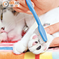 由於牙刷物料有點似貓舌舔身體的感覺，借助牙刷按摩，貓咪最受落。