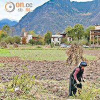 中路藏寨較多平坦農地，經常看見居民在苦幹。