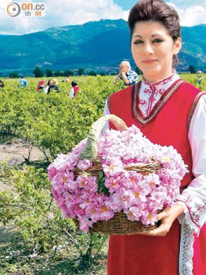 遊學團參加者在玫瑰節期間，可在花田採摘玫瑰。