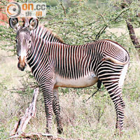 瀕臨絕種的Grevy's Zebra，是保護區常客。