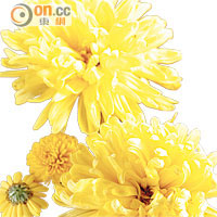 來自日本的大黃菊，有花香味也不苦澀。