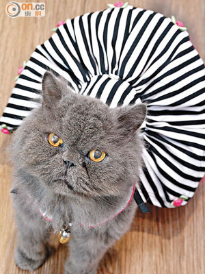 穿上傘裙的貓咪，活像氣質淑女的化身。$561