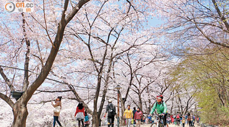 公園內的櫻花步道，猶如一條櫻花隧道。