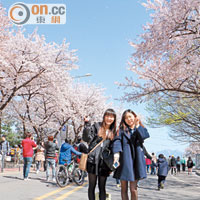 今年首爾的櫻花較去年提早開花，未到4月中旬已開始綻放。