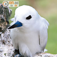 潔白可愛的童話燕鷗（Fairy Tern）是塞舌爾的常見雀鳥，通常成雙成對出現。