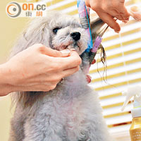 只須用上定型水和捲髮器，已能做出仿電髮造型，讓狗公主成為派對焦點。