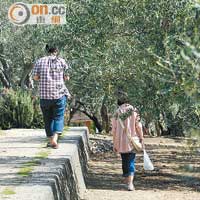 全園種有超過2,000株橄欖樹，開放給遊客穿梭其中。