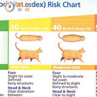 體形正常的貓咪，腹部線條應是向上斜；若呈現水桶腰，即屬肥胖。