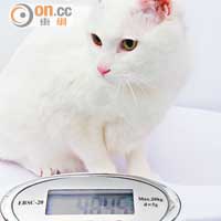 一般成年貓咪的體重約4至4.5公斤。 