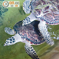 公園也為這種Hawksbill Sea Turtle進行人工繁殖，海龜成年後會放回大海。