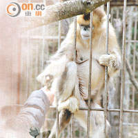 小龍潭保護站有專人照顧受傷野生動物，金絲猴正是其中之一。