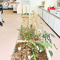 創意科學實驗室內，進行不少關於生物、資源等實驗。